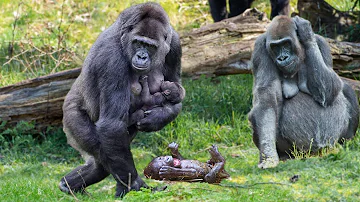 How Mountain Gorilla Giving Birth In The Zoo