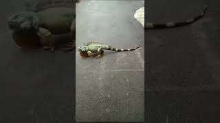 IGUANA NYEBRANG JALAN | REPTIL | ANIMALIA #SHORTS