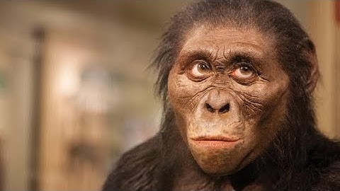 Debunking Darwin: A New Take on Primate Origins ⁉️