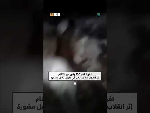 حفريات تتسبب بنفوق عشرات المواشي إثر حادث انقلاب شاحنة غرب إب