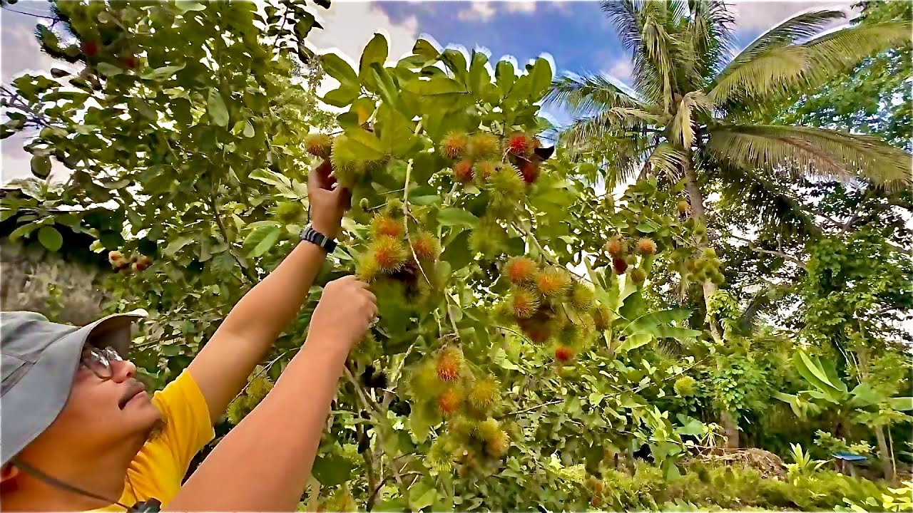 ⁣Harvesting the Sweetest Rambutan in the World: 3 Years lang, Napaka Daming Bunga!