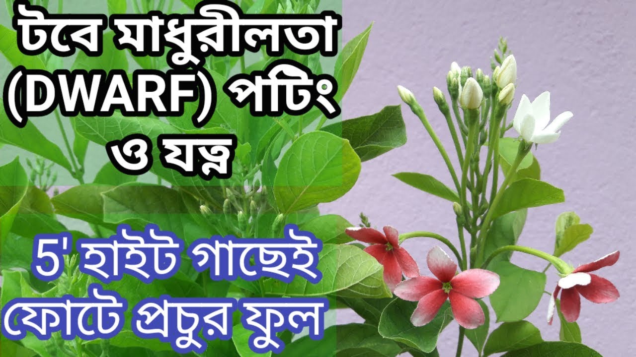 টবে মাধুরীলতা/ মাধবীলতা(DWARF) গাছের পটিং ও পরিচর্যা