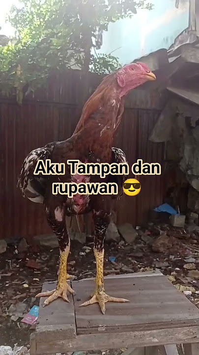 ayam ganteng banget #beranda #fyp#ayambangkok #viral@adepriatna12