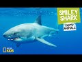 Smiley Shark's Characteristics and Activities