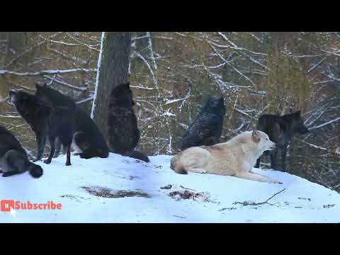 Видео: Шумуулгүй бол экосистемд нөлөөлөх үү?