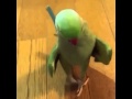 When your bird is Beyoncé AF @bestvideo
