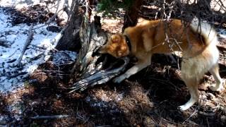 West Siberian Laika (западно-сибирская лайка) \