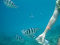 Hurghada, Egypt - snorkeling and feeding fish near the Utopia Island