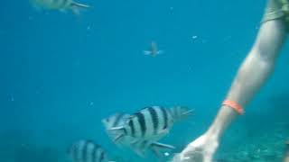 Hurghada, Egypt - snorkeling and feeding fish near the Utopia Island