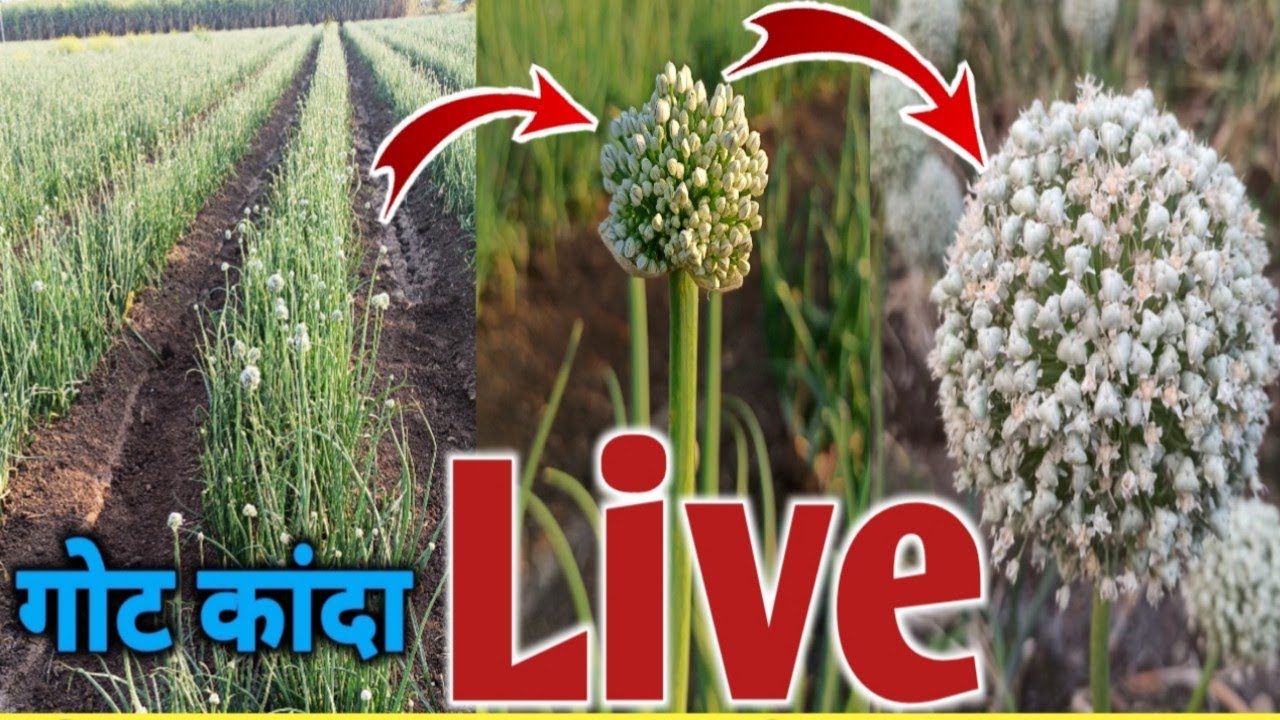 गोटकांदा वाकडा होणे, फवारणी, बिजोत्पादन, परागीकरण  Live