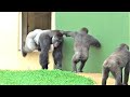 Shabani シャバーニ Gorilla family is energetic. ゴリラの家族は元気です キヨマサ、アニー、アイ、ネネ  Kiyomasa Nene Ai Annie - #176