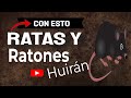 🔴  Si lo echas en tu casa todas las RATAS 👉 y RATONES HUIRÁN