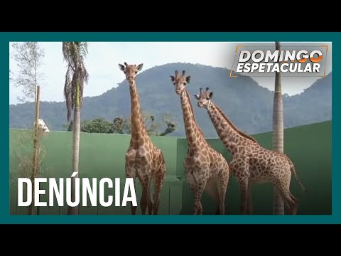 Vídeo: Onde vive a maioria das girafas?