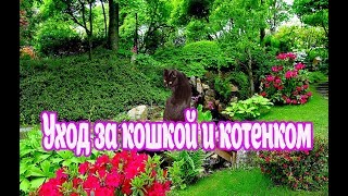 Что произошло с котенком и кошкой. Мой опыт выхаживания новорожденного котенка Что произошло с котенком и кошкой. Мой опыт выхаживания новорожденного котенка
