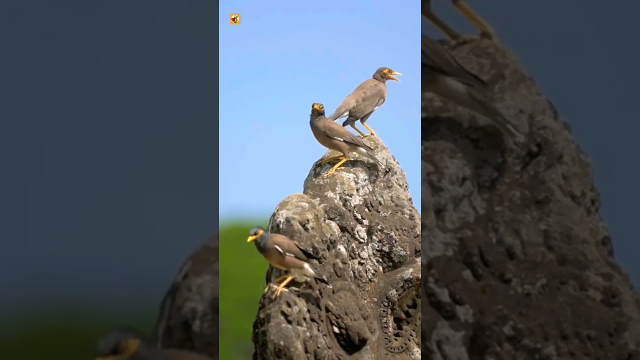 Common Myna Bird Sounds 🧡
