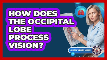 How Does The Occipital Lobe Process Vision?