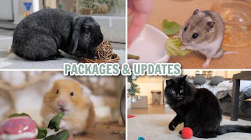 Packages & Updates! | Vlog