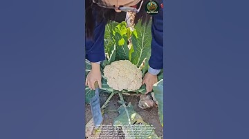 #farming #زراعة #explore  حصاد الملفوف الكرنب: Cabbage harvesting.