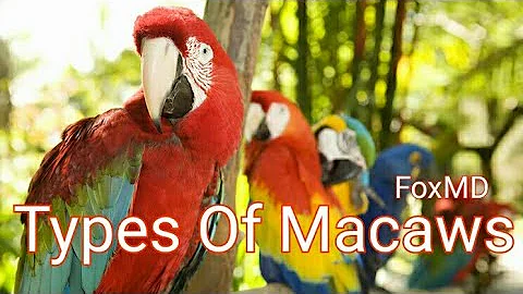 All Types Of Macaws | Popular Macaw Parrots