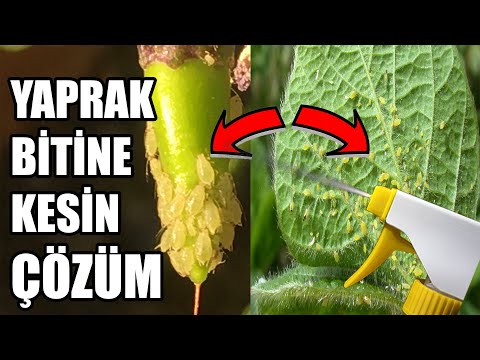 Çiçek Biti | Yaprak Biti | Unlu Bit | Neden Olur | Doğal Çiçek Biti İlacı