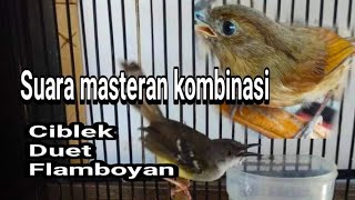 Download Lagu Masteran kombinasi suara ciblek \u0026 Flamboyan saut sautan MP3