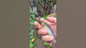 giải cứu cá rô mắc cạn//rescuing stranded perch
