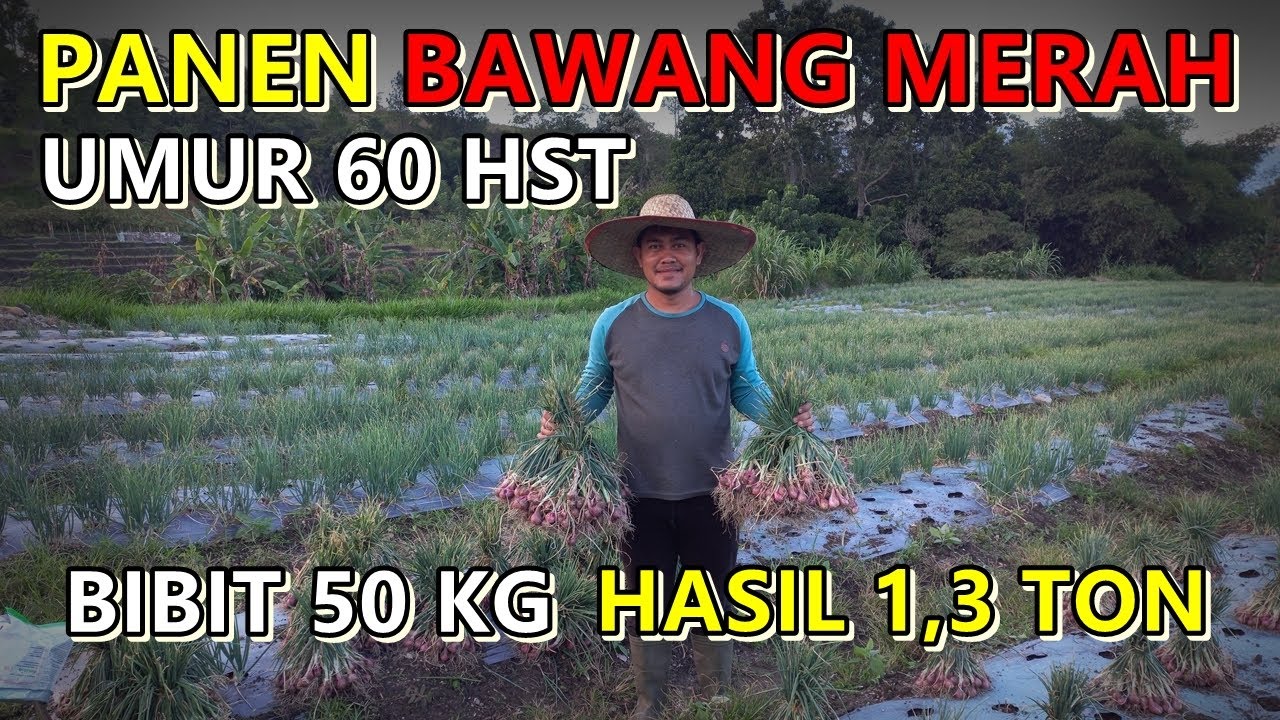 Cara Panen Bawang Merah ✔ Bibit 50 Kg Hasil 1,3 Ton ✔ Umur 60 HST