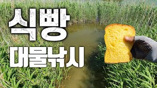 Fishing in fresh water with slices of bread