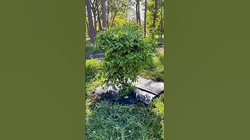 VEVOR Weed Barrier in Action: Clean, Green, and Weed-Free!