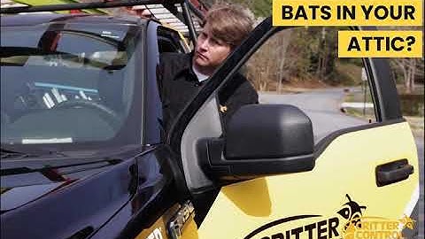 Critter Control - Bat Removal