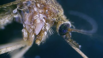 Mosquito under the MICROSCOPE // invisible world
