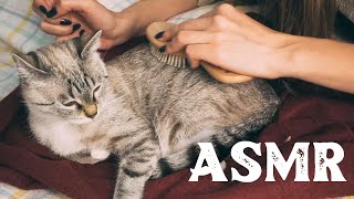 ASMR I Massage for my cat I Many Tools I Whisper