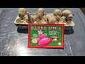 Container Planting Sarpo Mira Seed Potatoes 4/24/23