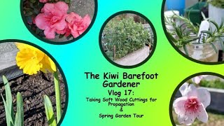 Taking Soft Wood Cuttings for Propagation & Spring Garden Tour Vlog 17 screenshot 3
