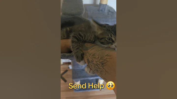 Watch the video about #animals #cat #kitten #cute #love #kitty #chat #catlove #daytrading #mainecoon #pets