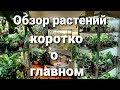 ОБЗОР РАСТЕНИЙ МАРТ 2022/  Коротко о главном