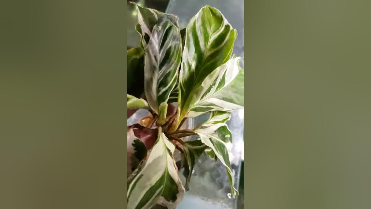 Calathea white fusion for aquarium fitofilter. калатея Вайт Фьюжн для ...