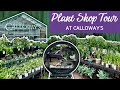 Discover rare plants and hidden gems at calloways  houseplant shop tour