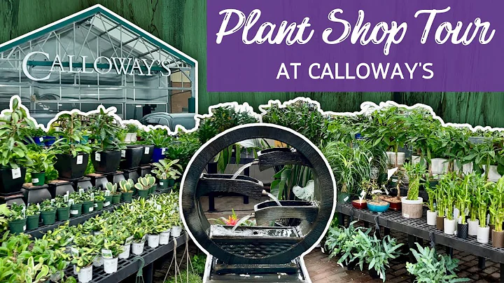 Discover Rare Plants and Hidden Gems at Calloway's | Houseplant Shop Tour