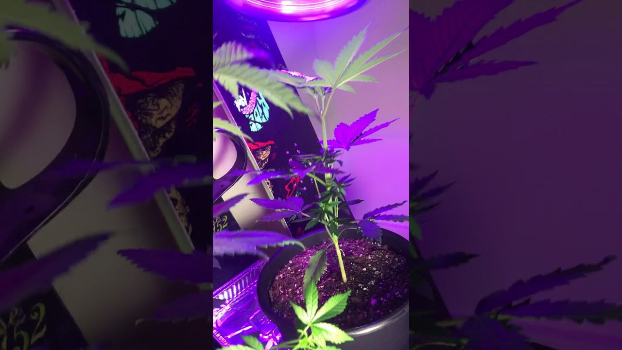 Closet grow. Simple set up. Cheap and easy