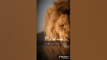 حالات واتس مهرجان صفر في مئه ملخص حالتي النفسيه 2022 