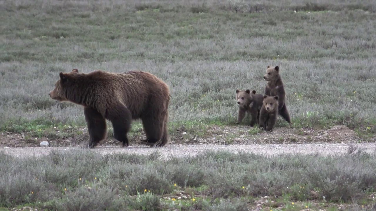 399 & cubs. Grand Tetons May 21, 2020