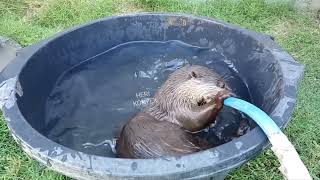 BUBU si Otter jinak dari jogja #viralvideo #animal #video #funny