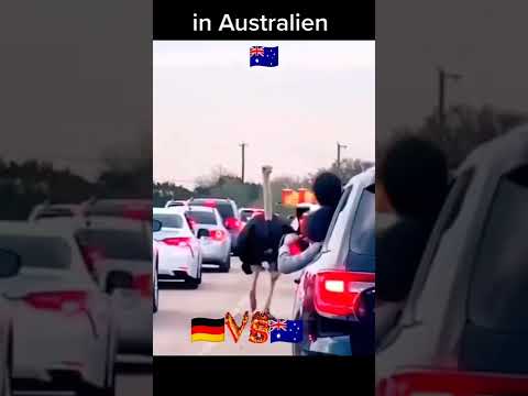 Video: Welche Strauße leben in Australien?