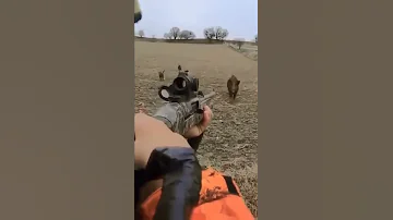 صيد الخنزير البري بي السلاح 