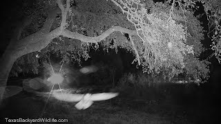 Great horned owl in stealth fighter mode:  'Get out of my territory!'