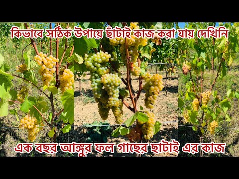 ভিডিও: কিভাবে ছাঁটাই পিষ্টক তৈরি করা যায়