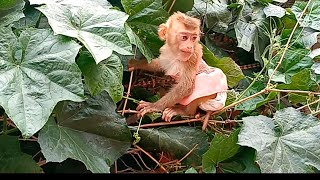 the little monkey George sitting on the Grandpa's tree and is destroying it