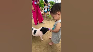 #animals #children #piggy #travel #funny