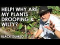 Why Are My Plants Drooping at Midday? || Black Gumbo
